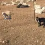 معزاء وليد 