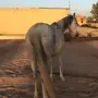 فرس شيخة