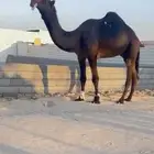 رباع ولد سليمان الموسى