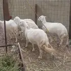 جده