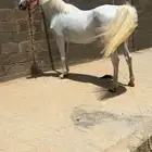 فرس واهو مصريه بيور شيخه البيع مستعجلل