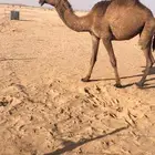 بكره صفرا حقه للبيع سالمه من العذاريب الموقع سوق طويق