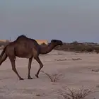 ضروبه صفراء ام ثالث مشروطه مبيوع ولدها قبل اسبوع