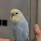 عصفور بادجي اليف