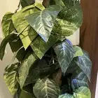 مجموعه من الشجيرات الكبار الوحده بميه والصغار الوحد ب50