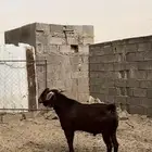 تيس ادهم