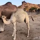 خلفه ساحلية رباع تحتها قعود حليب سكر