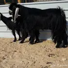 تيس فحل عارضي. خصم. شرط القريع