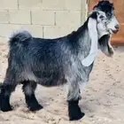 تيس عارضي صنف