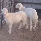 طليان حريات
