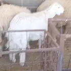 خروف حري وتيوس