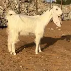 عنز مطوره