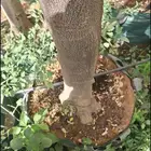 اشجار ضل كبيره الحجم سماكات عاليه