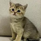 قطط سكوتش ستريت صغار للبيع