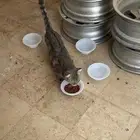 قطة للتبني (قطة ضائعة على الاغلب )