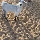 جفار تربيه او منادي للبيع