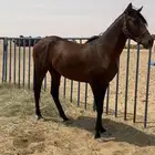 للبيع حصان العمر من ثلاث سنوات الى اربع سنوات