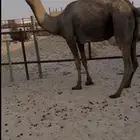 لقحه صفرا. ( تم البيع )