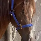 حصان شعبي