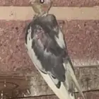 فرخ كروان. بدايه اكل. صحه ممتازه.