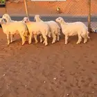 طليا حري