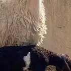 نعيمه رباعبه حدرها رخله روم وديد سلم