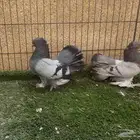 زوج كرنقو سلفر