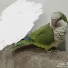طير ببغاء كويكر مفقود