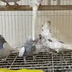 طيور بادجي أليفة ( عاشق ومعشوق ) بألوان جذابة و جودة عالية