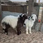 خروف نعيمي ونجدي ( تم البيع )