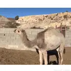 بكرة طيبة للبيع