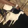 5 من العنقان جذعات 