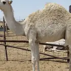 قعود مفرود فل الفل