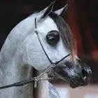 حلاقه خيل تجهيز جمال بطولات