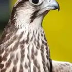 شاعر لبيع القصايد