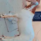 تيس جذع ماشاءالله صحته ممتازه