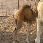 بكره اول والده طيبه