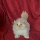 قط ذكر بيرشن بيور للبيع