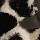 كلب للتبني انثى