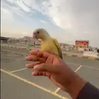 فرخ مون شيك