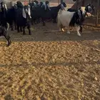 معزا عوارض مواليد