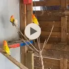 ازواج روز للبيع