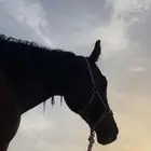 فرس للبيع معها مهره