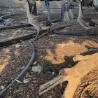 للبيع زوج وز عراقي اصيل