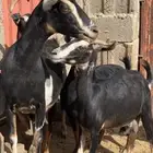 معزا حوو