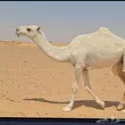الابل للبيع