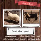 ذبايح ابو سيف