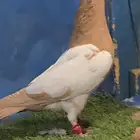 جوز دجي اصفر قشطه