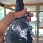 حمام بكستاني
