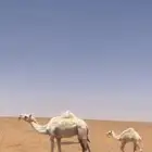 خلفه وضحاء بكر تحته بكره على جميع الشروط السوم واصل 34200
